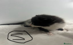 Mixed Breed cats for sale: 6 stunning kitten  - Image 12