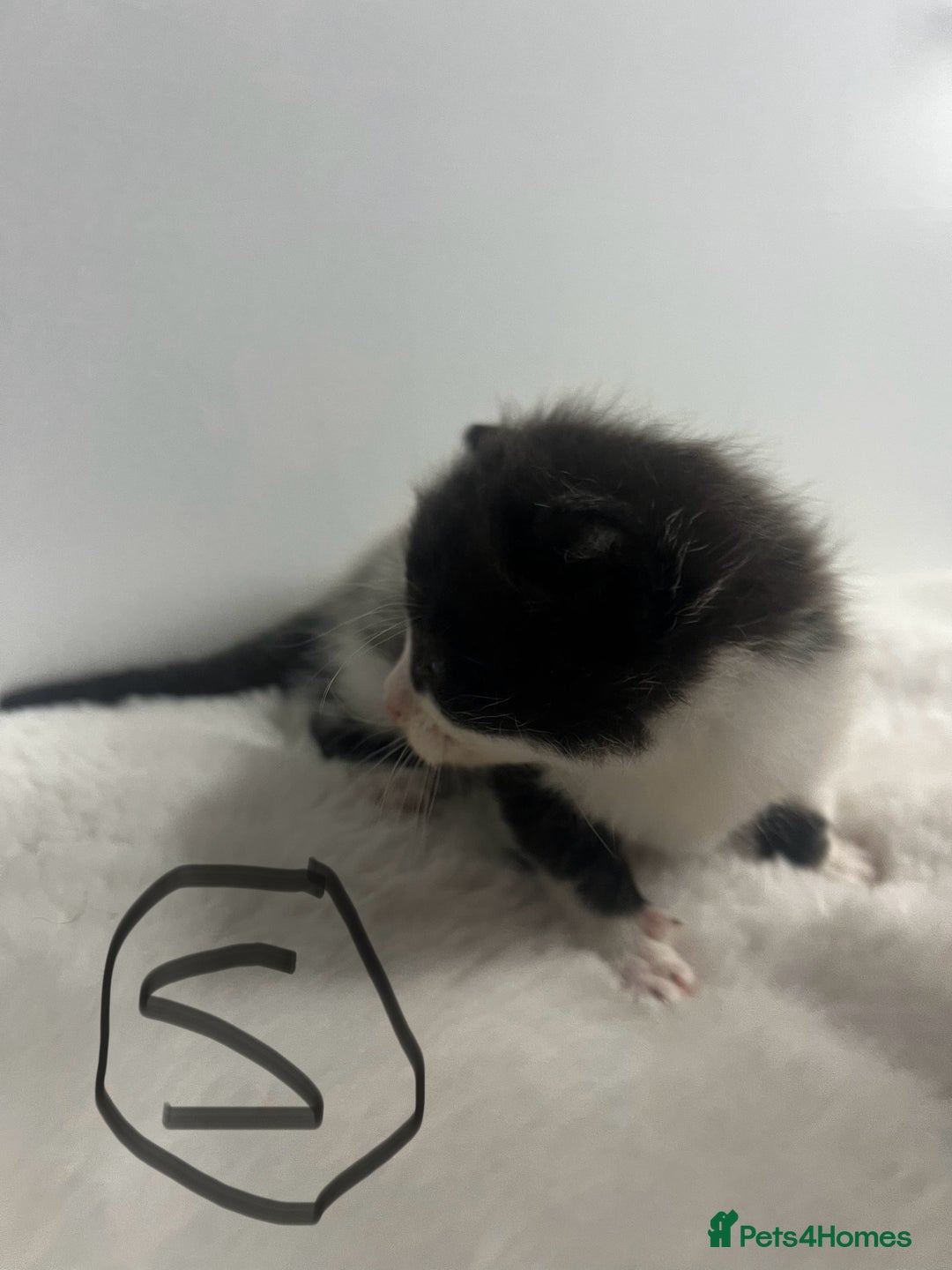Mixed Breed cats for sale: 6 stunning kitten  - Image 12