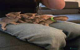 Abyssinian cats for sale: Abyssinian kittens for sale - Image 9