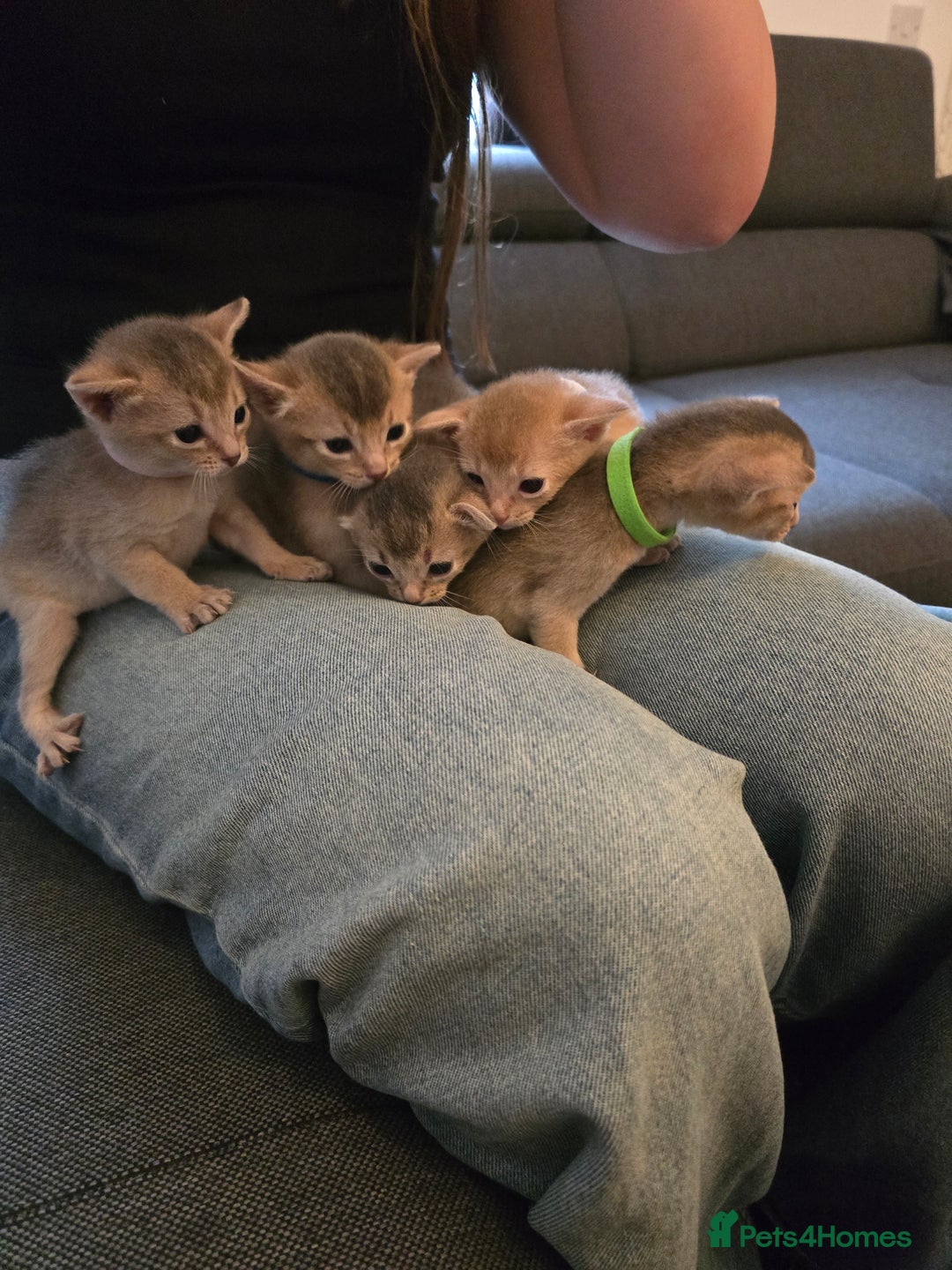 Abyssinian cats for sale: Abyssinian kittens for sale - Image 9