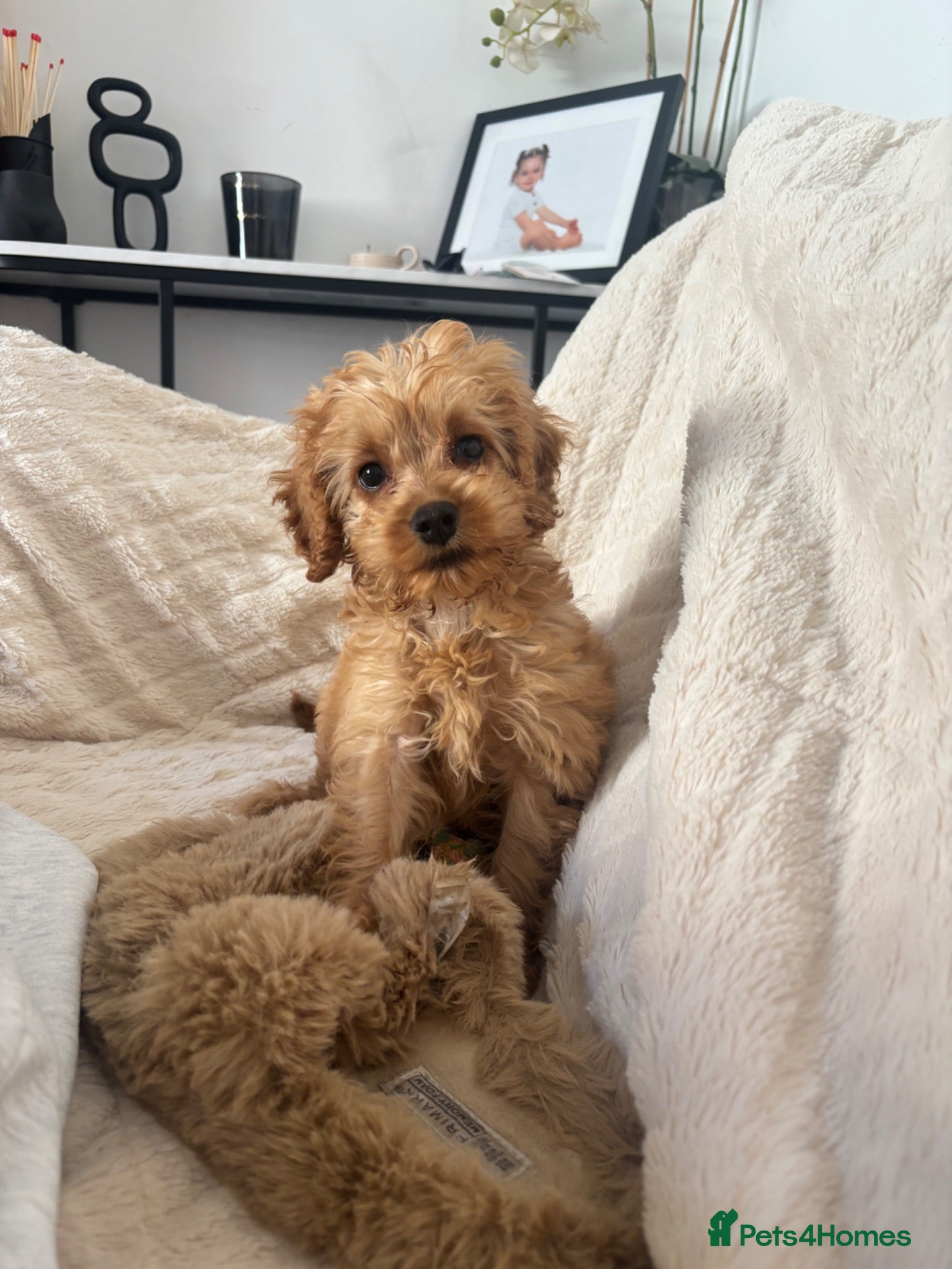 Cockapoo dogs Toy F1 cockapoo 🤍 - Advert 1