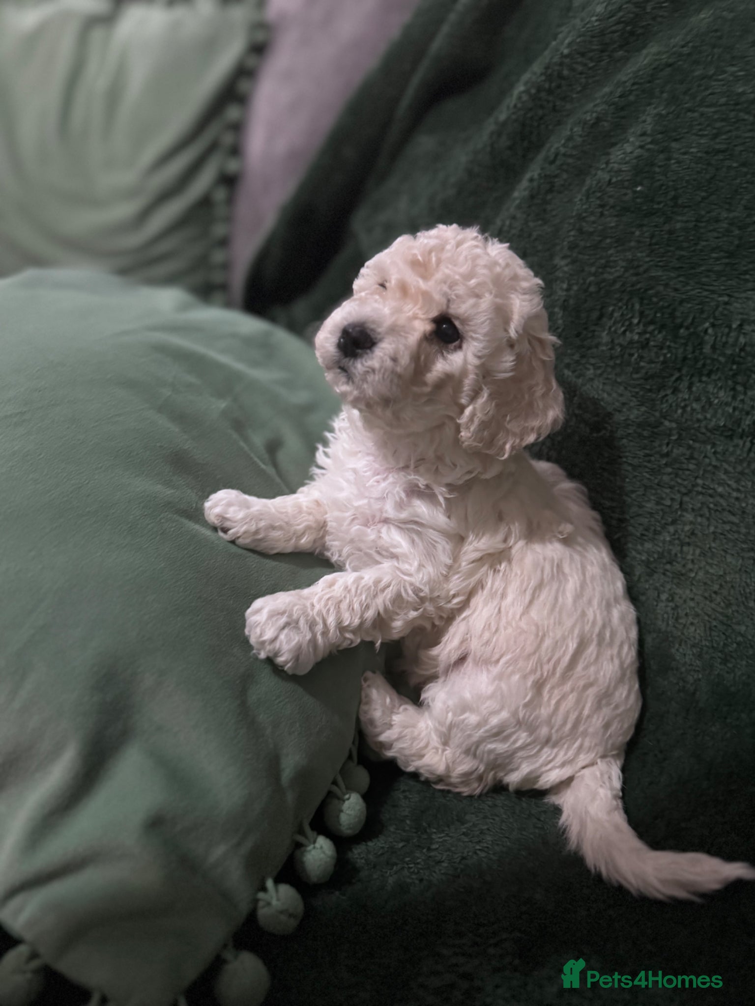 Poochon dogs 3 GIRLS left!!! Rare colour beautiful poochons  - Advert 12