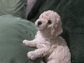 Poochon dogs 3 GIRLS left!!! Rare colour beautiful poochons - Advert 12