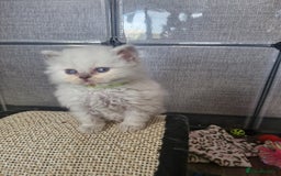 British Shorthair cats for sale: British shorthair and longhair  - Image 7