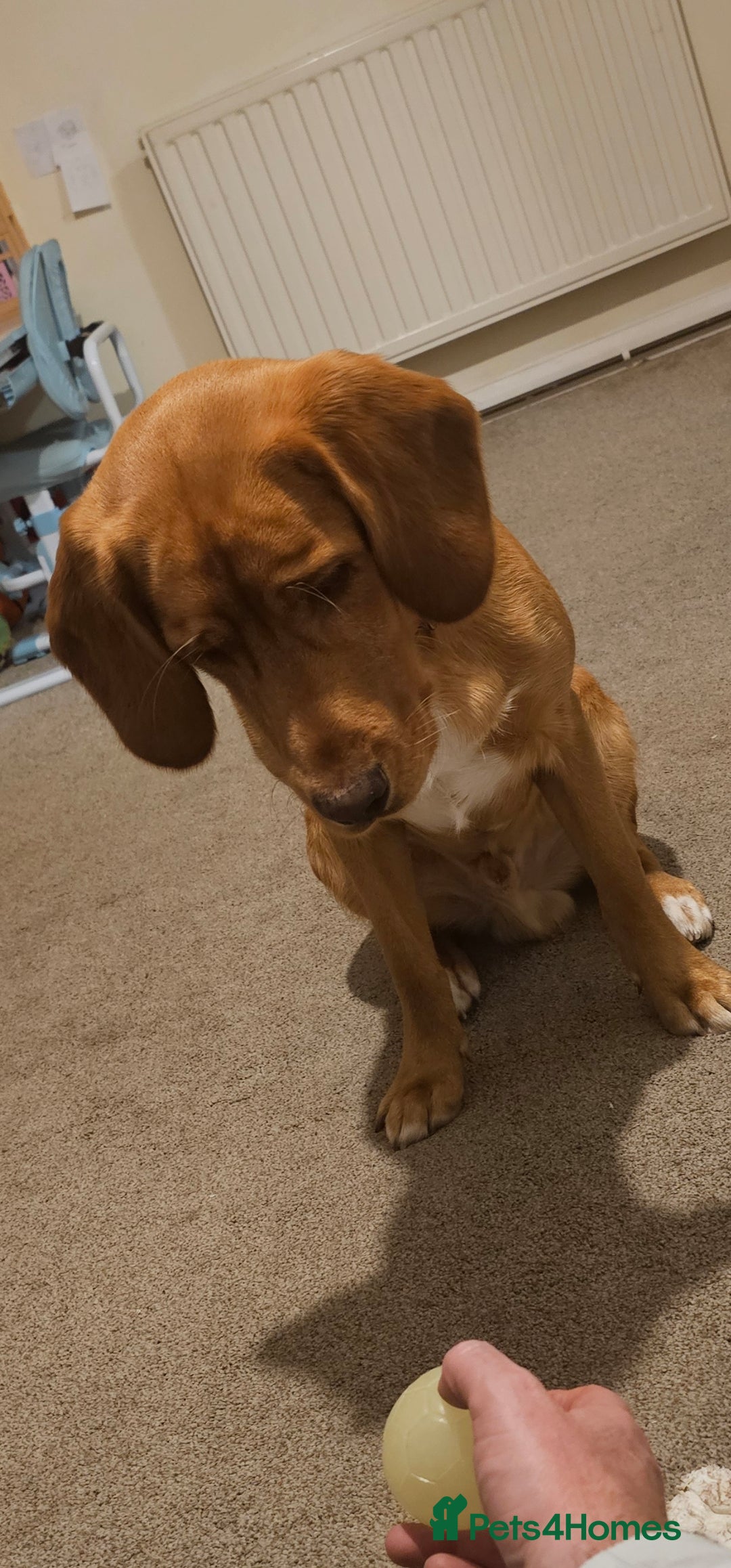 Labrador Retriever dogs for sale: Freddie the fox red lab  - Advert 4