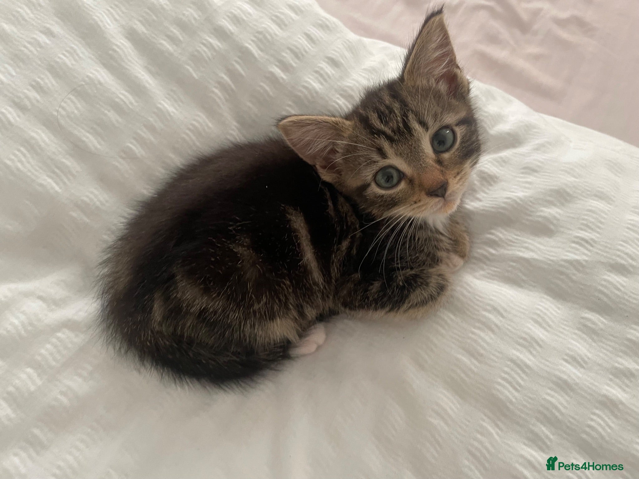 Mixed Breed cats Girl kitten 9 weeks - Advert 2