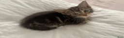 Mixed Breed cats for sale: Girl kitten 9 weeks - Advert 1