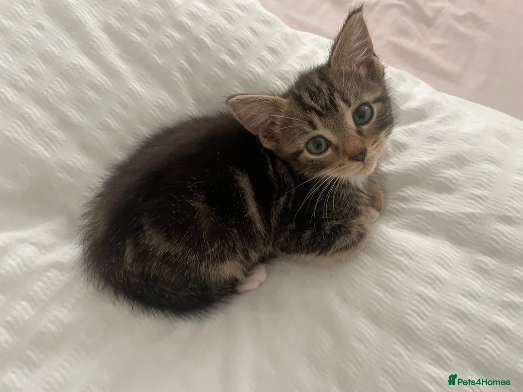Mixed Breed cats for sale: Girl kitten 9 weeks - Advert 1