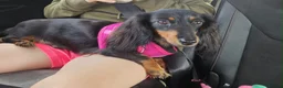 Miniature Dachshund dogs for sale: Cream long haired miniature dachshund in Manchester - Advert 1