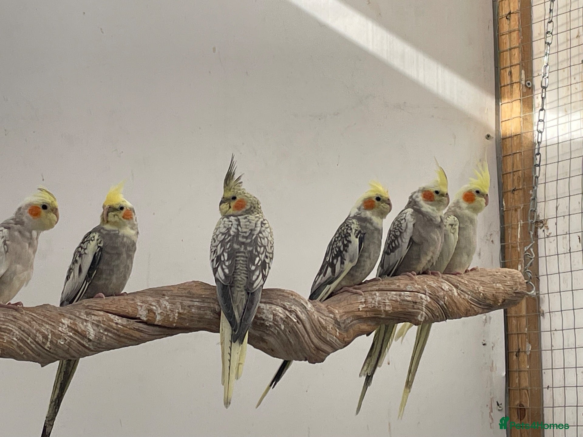 Cockatiels birds Cockatiel babies  - Advert 17