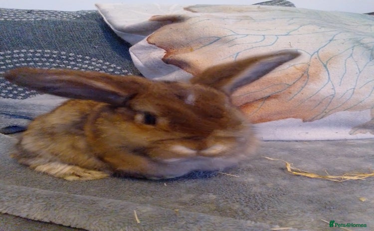 Mini Lop rabbits - Advert 3