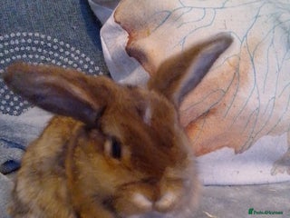 Mini Lop rabbits - Advert 6