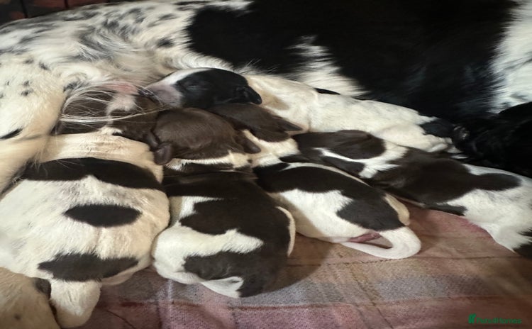 Sprocker dogs - Advert 11