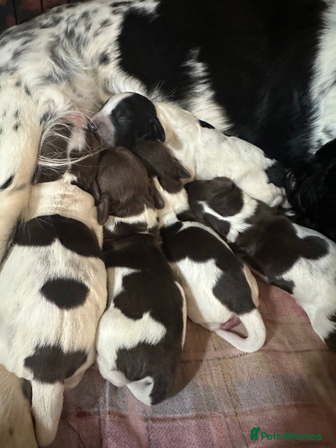 Sprocker dogs for sale: Beautiful sprockers  - Image 1