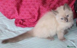Ragdoll cats for sale: Ragdoll  - Image 5