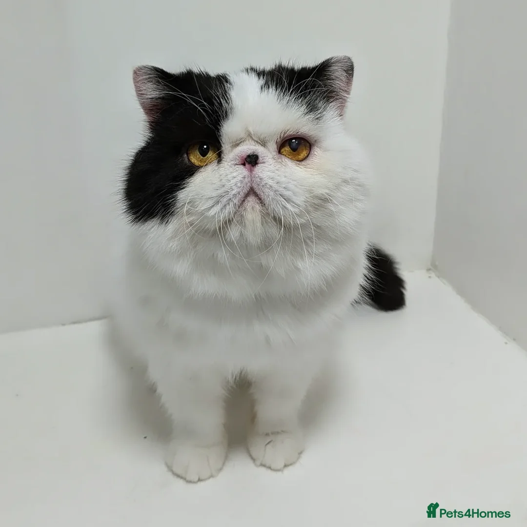 Exotic cats for stud: 🧡Stunning exotic shorthair, Russian import 😉🧡  in Tadworth - Advert 2