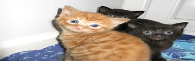 Mixed Breed Kitten 1