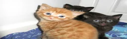 Mixed Breed cats for sale: Three well adjusted mixed breed Kittens  - Advert 8