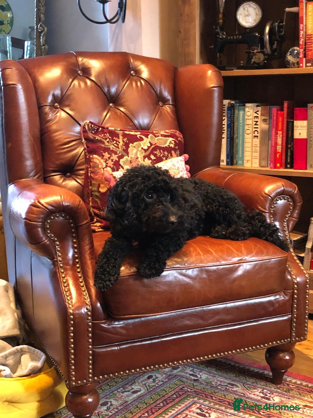 Cockapoo dogs for sale: Cockapoo puppies - Advert 2