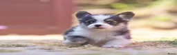 Welsh Corgi Pembroke dogs for sale: Show quality Pembrokeshire corgi READY NOW!!! - Advert 20