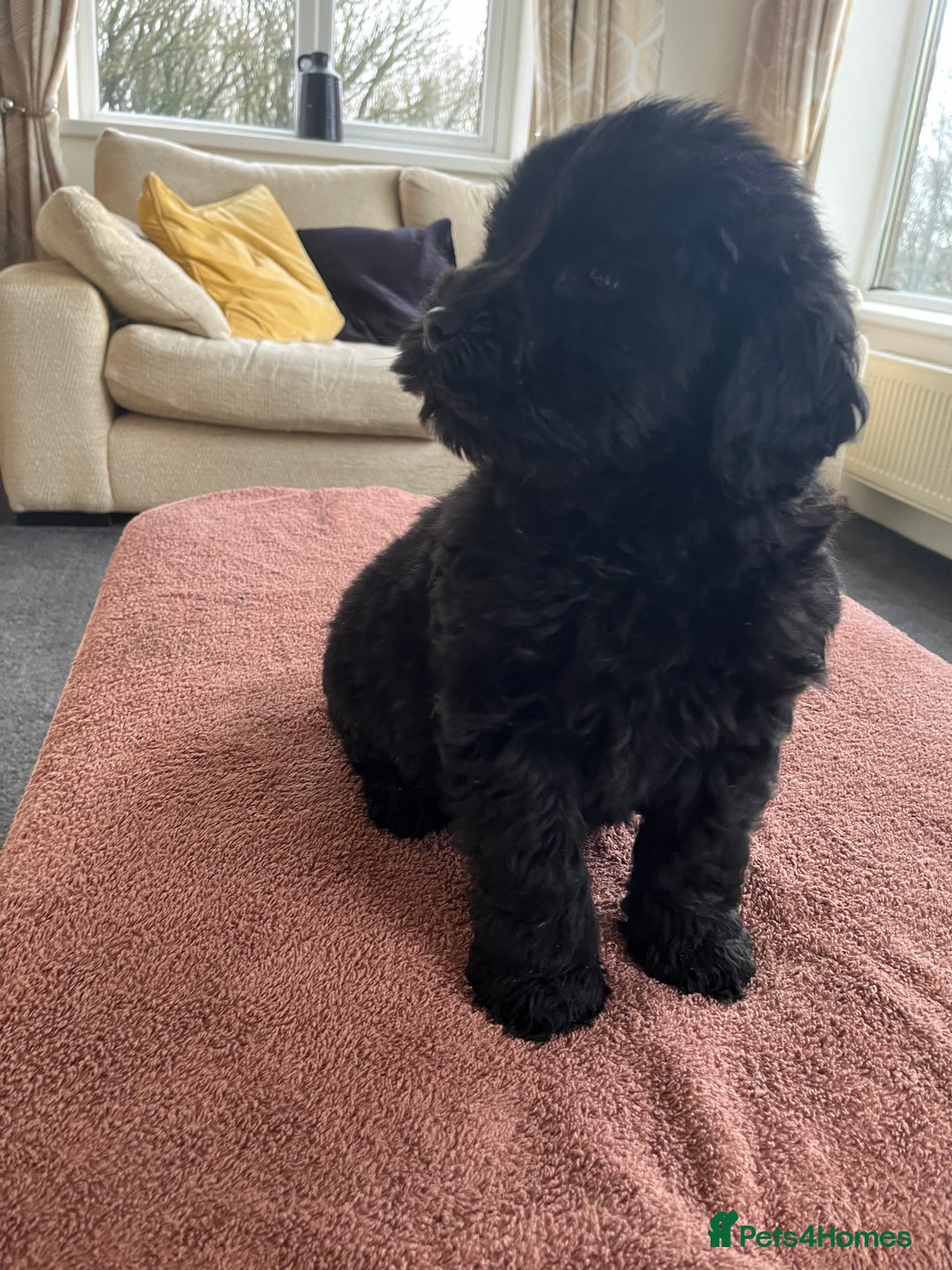 Labradoodle dogs for sale: Beautiful healthy Labradoodle Puppied - Advert 34