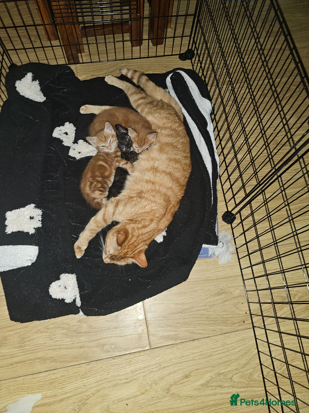 Mixed Breed cats for sale: Ginger kitten and black and ginger kitten  - Advert 1