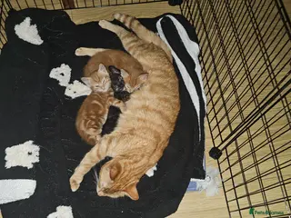 Mixed Breed cats Ginger kitten and black and ginger kitten - Advert 4