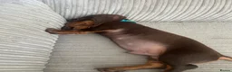 Dachshund dogs for sale: Male Minature Dachshund - Advert 3