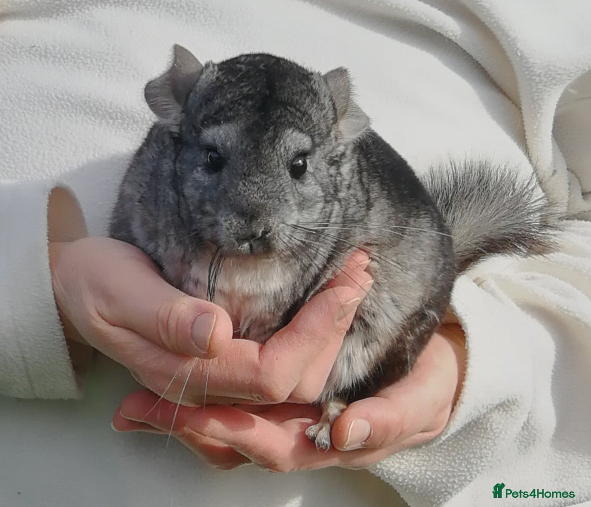 Chinchilla rodents Chinchilla Young Male for sale now in Feltham TW13 - Advert 14