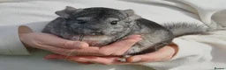 Chinchilla rodents for sale: SOLD !!! Chinchilla Young Male  - Advert 1