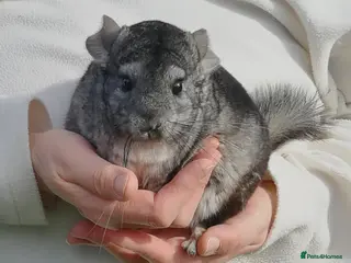Chinchilla rodents Chinchilla Young Male for sale now in Feltham TW13 - Advert 14