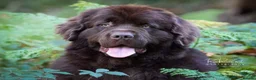 Newfoundland dogs for stud: KC Brown Newfoundland Stud - Advert 2