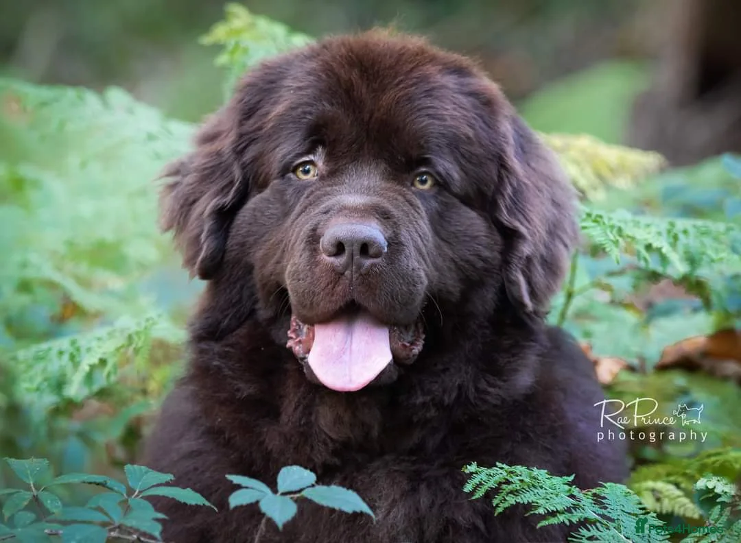 Newfoundland dogs for stud: KC Brown Newfoundland Stud - Advert 2