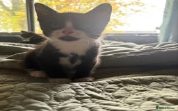 American Shorthair cats for sale: 5 black and white kittens for forever home - Image 9