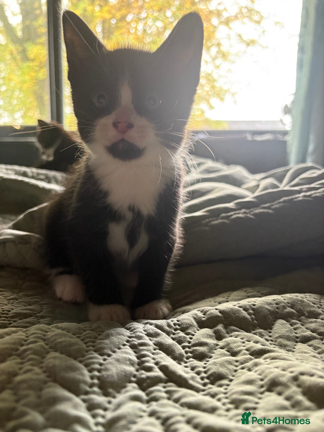 American Shorthair cats for sale: 5 black and white kittens for forever home - Image 9