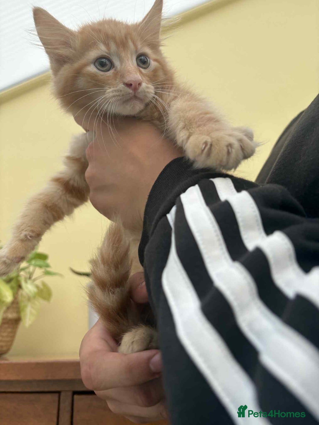 Maine Coon cats for sale: Maine coon cross kittens  - Image 12