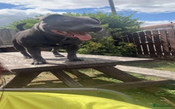 Staffordshire Bull Terrier dogs for sale: Male blue staffy  - Image 4