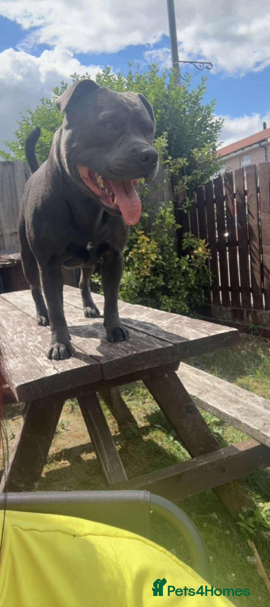 Staffordshire Bull Terrier dogs for sale: Male blue staffy  - Image 4