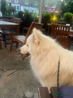 Samoyed dogs Samoyed 1 year old - male - Advert 1
