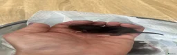 Rat rodents for sale: Baby Dumbo Rats - Advert 2