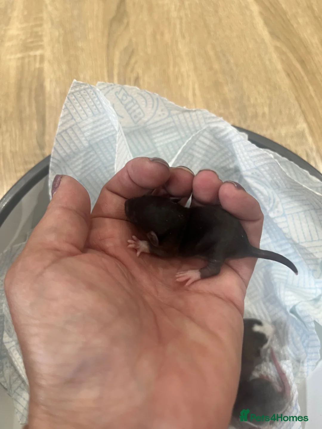 Rat rodents for sale: Baby Dumbo Rats - Advert 2