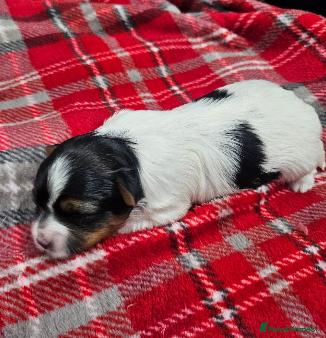 Yorkshire Terrier dogs for sale: Two beautiful Yorkshire Terrier (Biewer) puppies - Advert 25