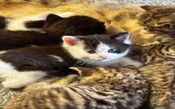 Mixed Breed cats for sale: Boy Mix ( mom Scotish straight dad mix  - Image 2