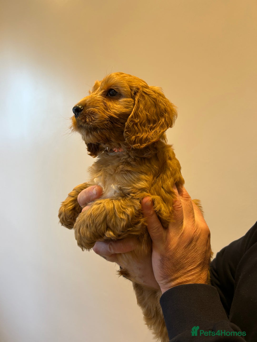Cockapoo dogs for sale: Cockapoo puppies f1 gorgeous little babys - Advert 22