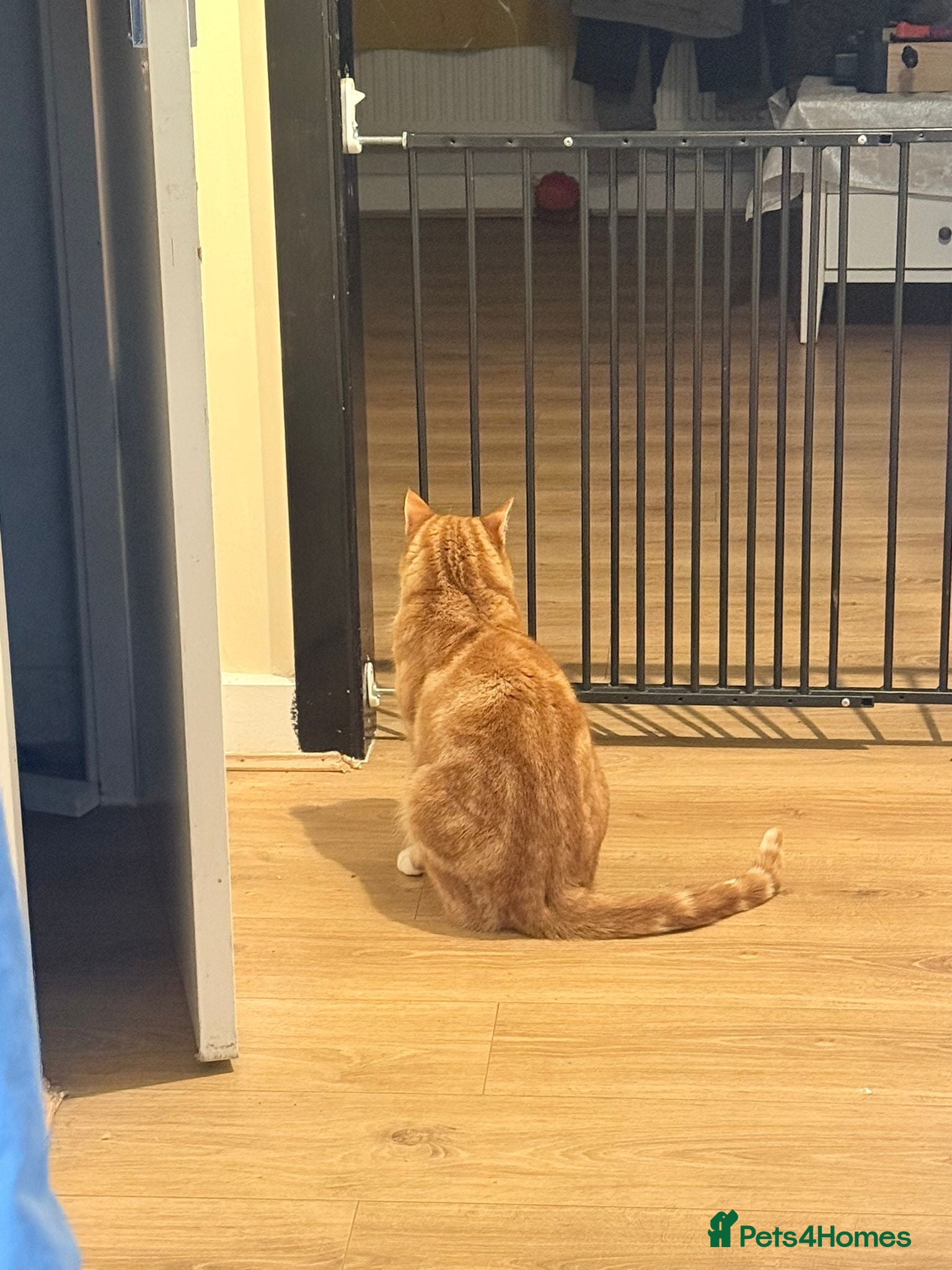 Mixed Breed cats GORGEOUS BOY TO BE REHOMED - Advert 1