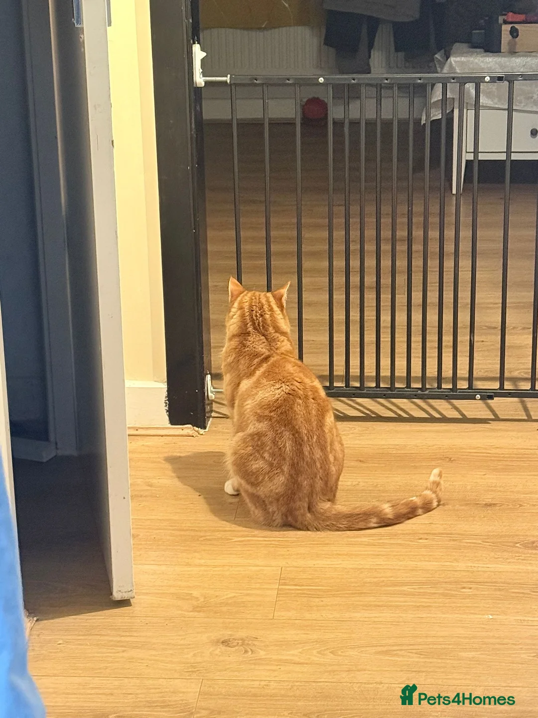 Mixed Breed cats for sale: GORGEOUS BOY TO BE REHOMED - Advert 1