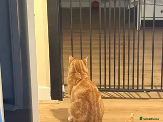 Mixed Breed cats GORGEOUS BOY TO BE REHOMED - Advert 1