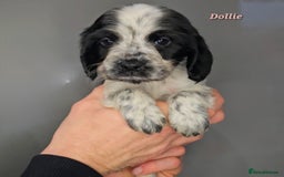 Cocker Spaniel dogs for sale: Exceptional Pedigree Show Type English Cockers  - Image 34