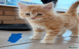 Maine Coon cats for sale: 🐾 Maine Coon Kittens X needing forever home 🐾 - Image 12