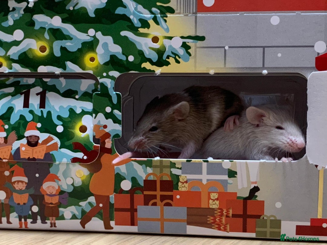 Mouse rodents for sale: Friendly fancy mice - Advert 2